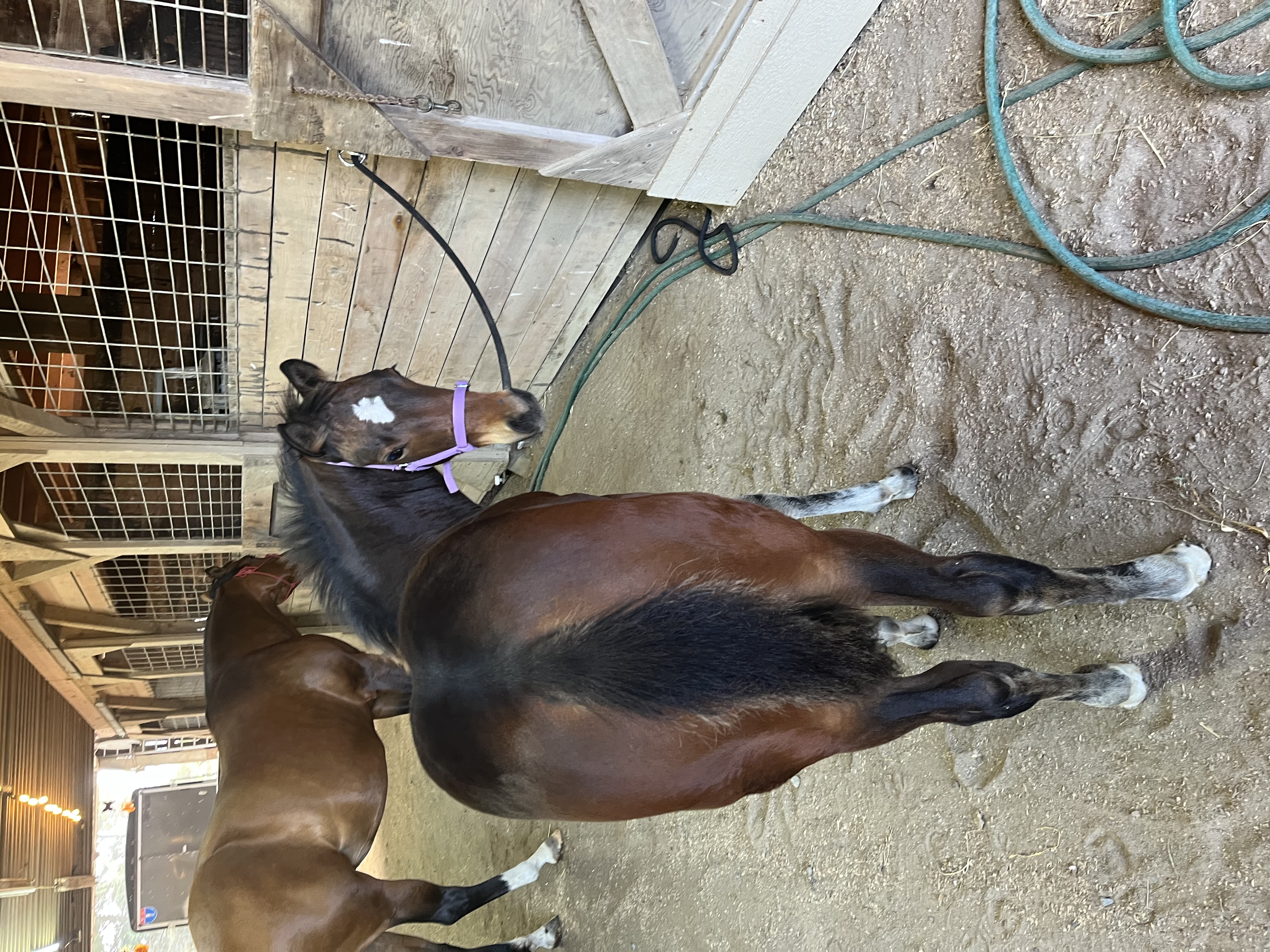 Beautiful Bay Weanling Filly, Quarter Horse filly