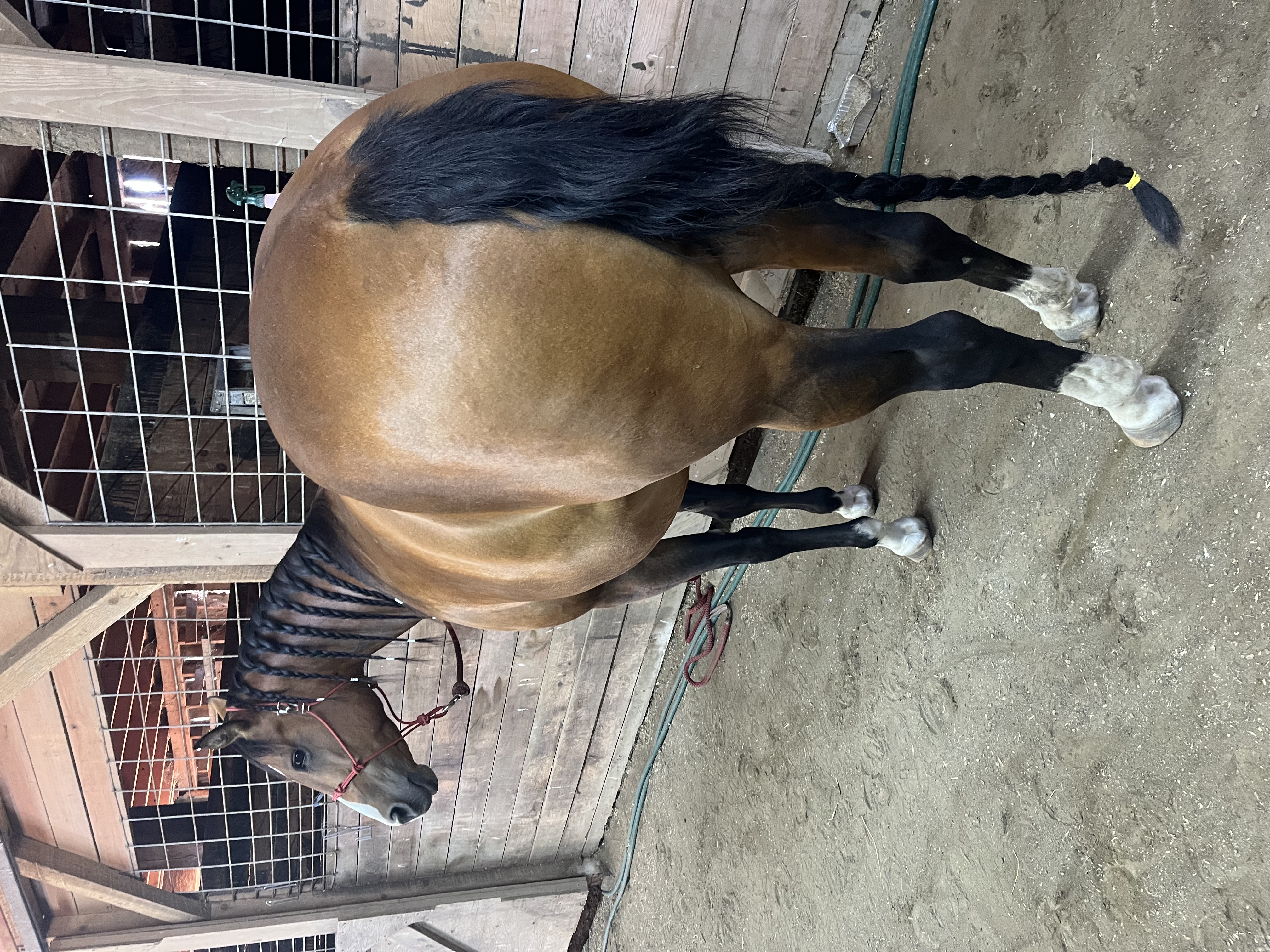 Fancy Well Bred Reined Cowhorse Mare, Quarter Horse mare