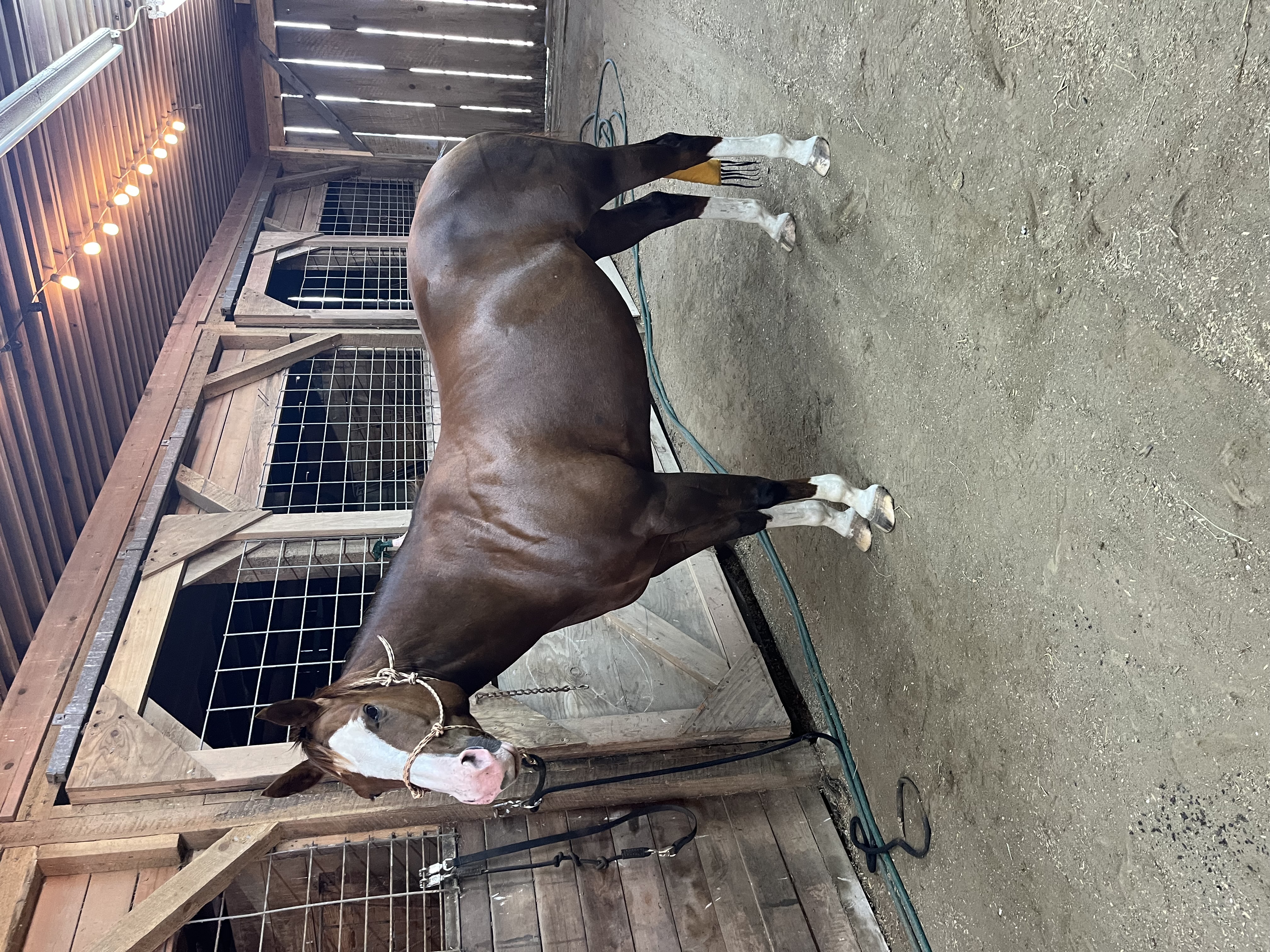 AQHA Classy All Around Mare, Quarter Horse mare