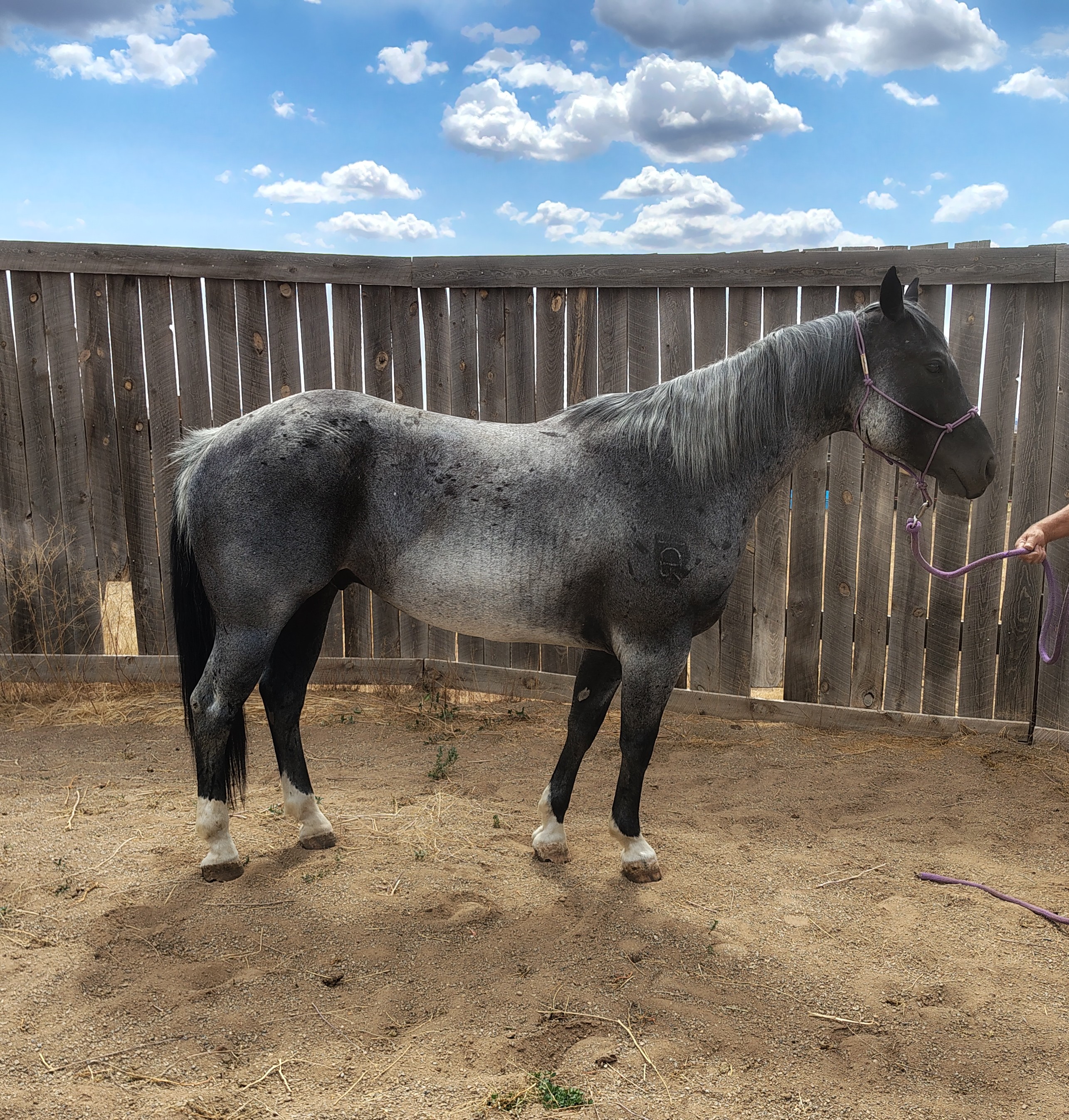 6 yr old AQHA blue roan gelding 15hds, Quarter Horse gelding
