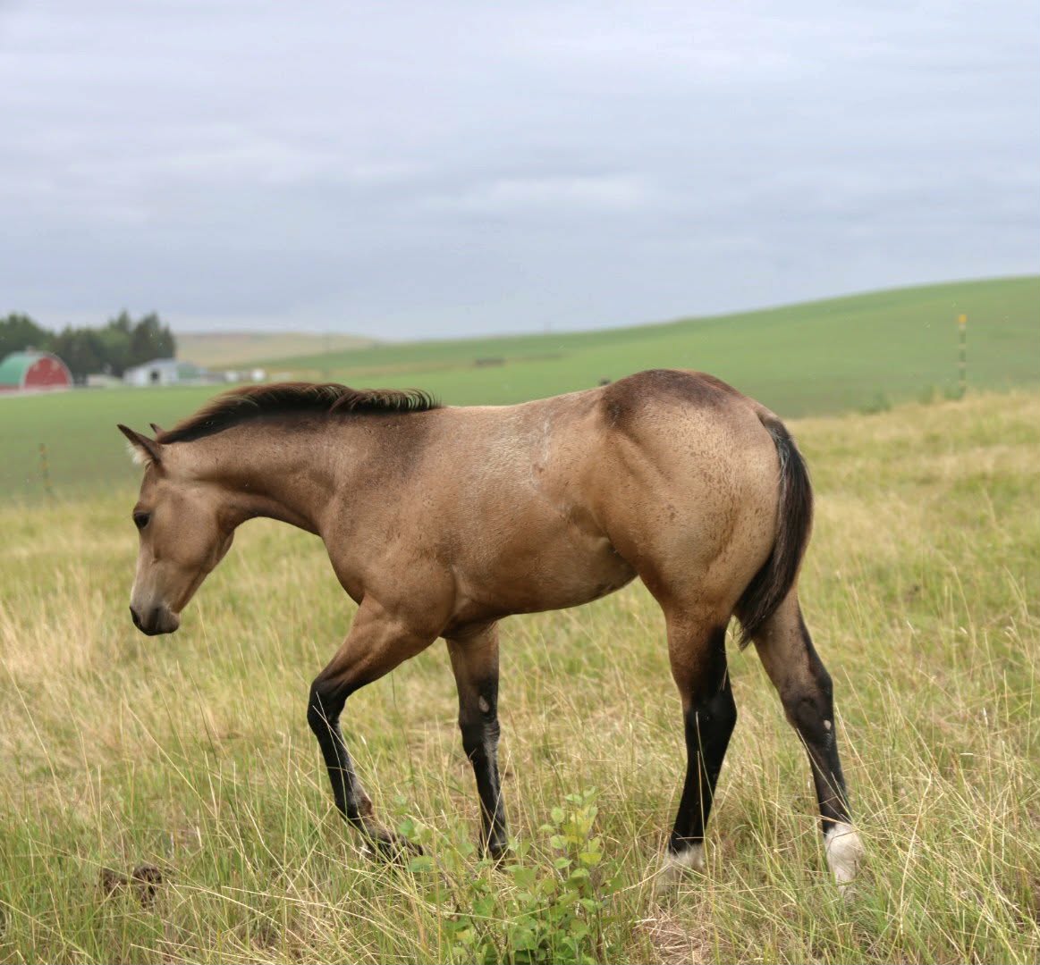 2026 buckskin stud colt, Quarter Horse colt