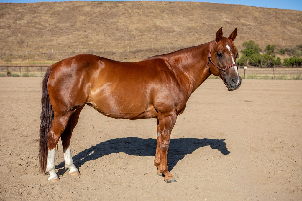 Finished and super broke pole bending, barrel horse, Quarter Horse mare