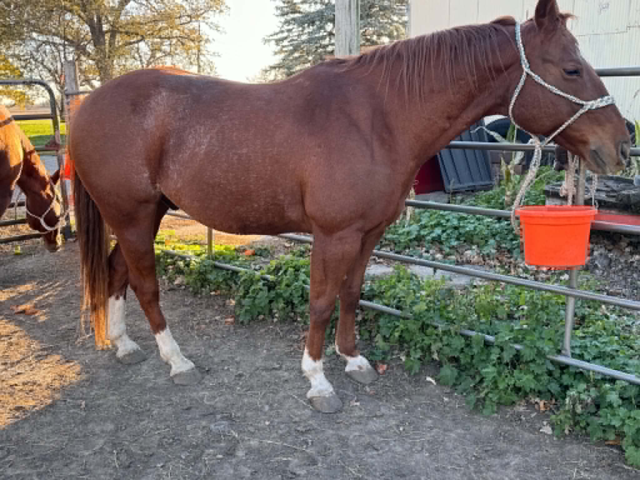 12-Year-Old AQHA Gelding - Peptos Flaming Cat, Quarter Horse gelding