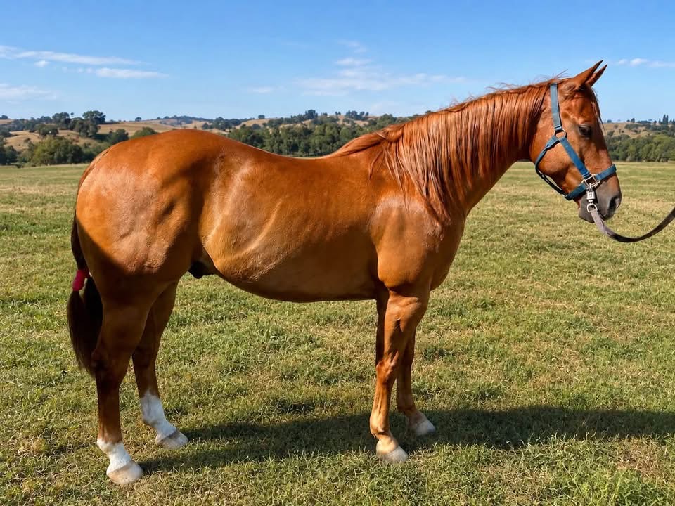 2012 AQHA All Around Gelding, Quarter Horse gelding