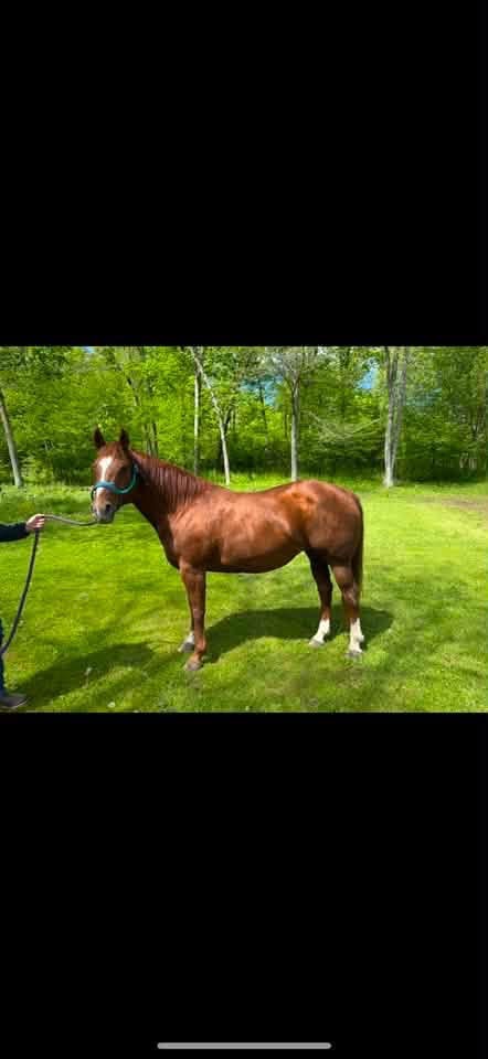 2012 AQHA All Around Mare., Quarter Horse mare