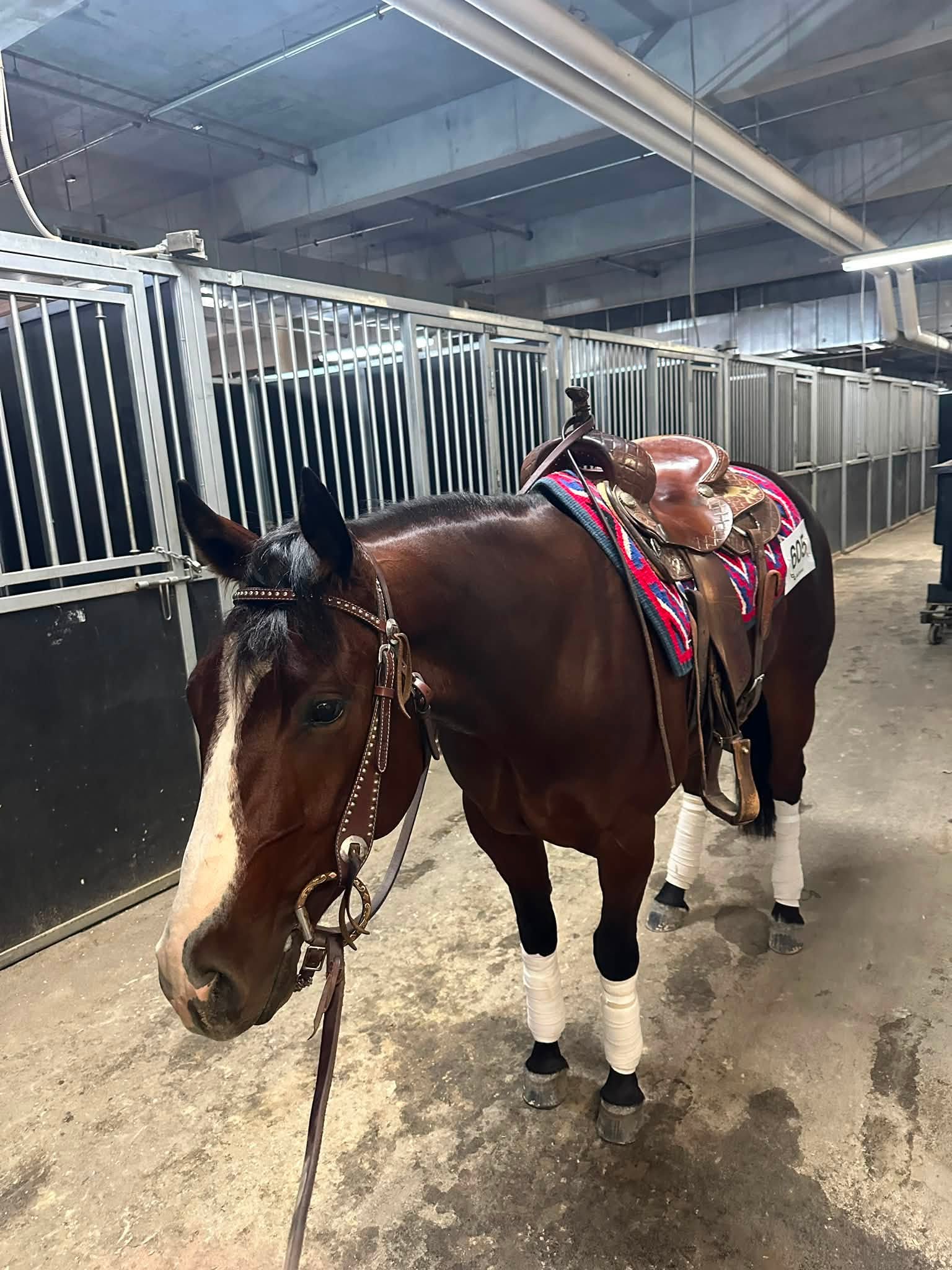 RJ Smooth Wright- 2022 AQHA Gelding, Quarter Horse gelding