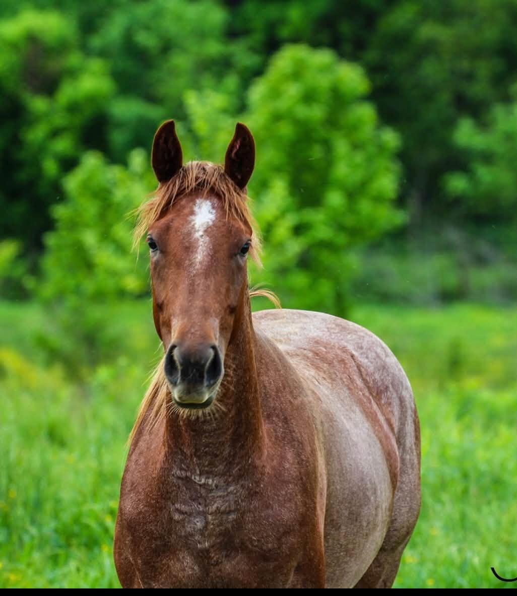 🔥 2022 AQHA Red Roan Mare 🔥, Quarter Horse mare