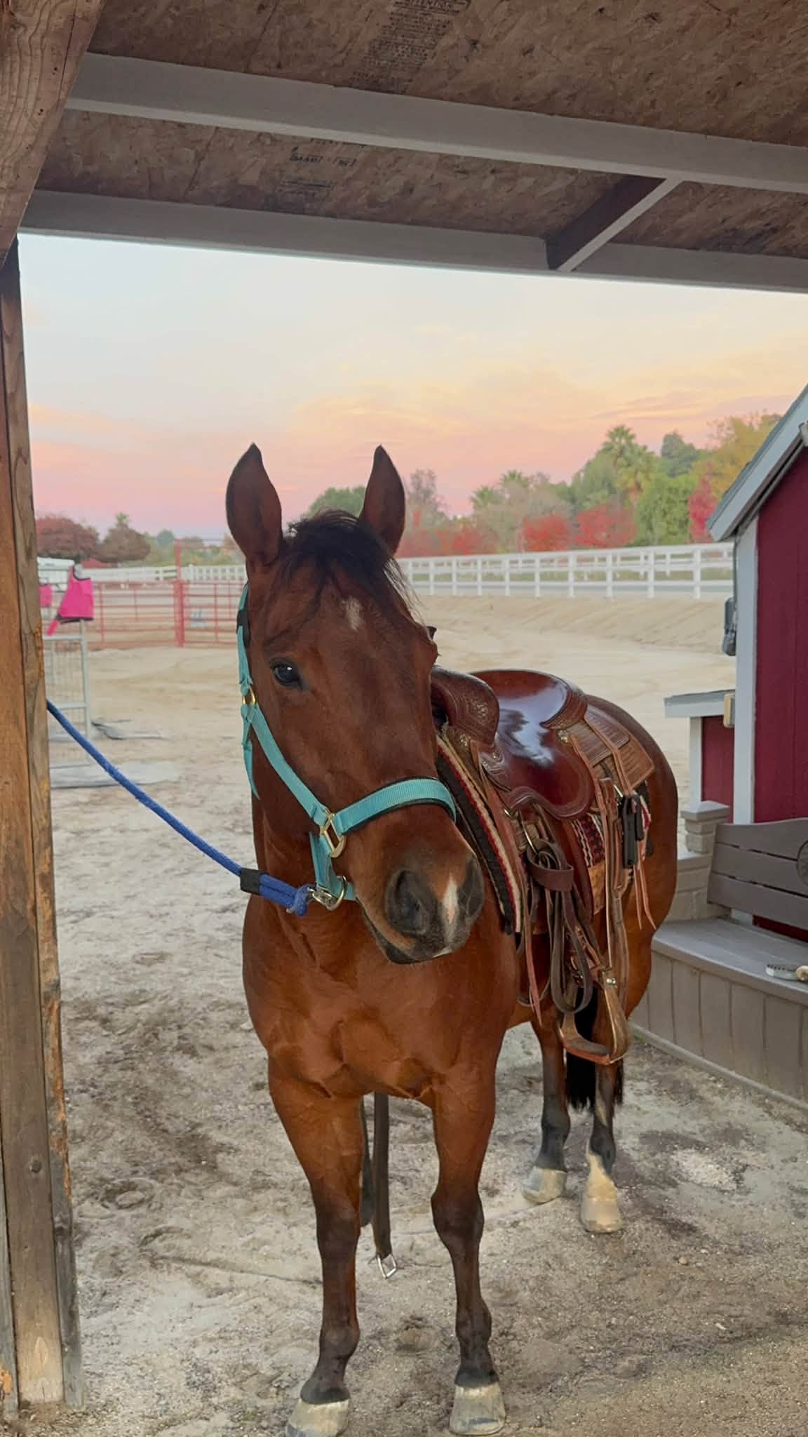 Sorting, Penning, Trail Horse Deluxe!!, Quarter Horse gelding
