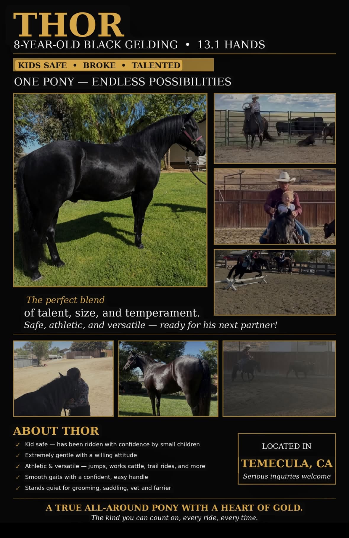 THOR 8 YEAR OLD BLACK GELDING, Pony gelding
