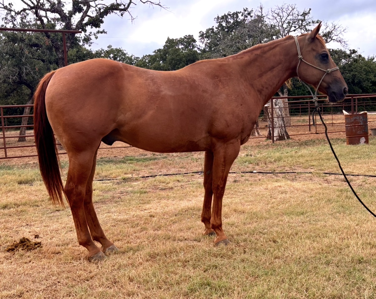 Gentle & easy switch ender, Quarter Horse gelding