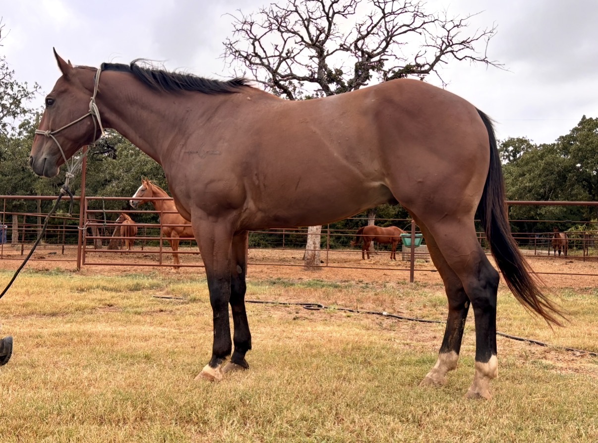 Solid switch ender and ranch horse, Quarter Horse gelding