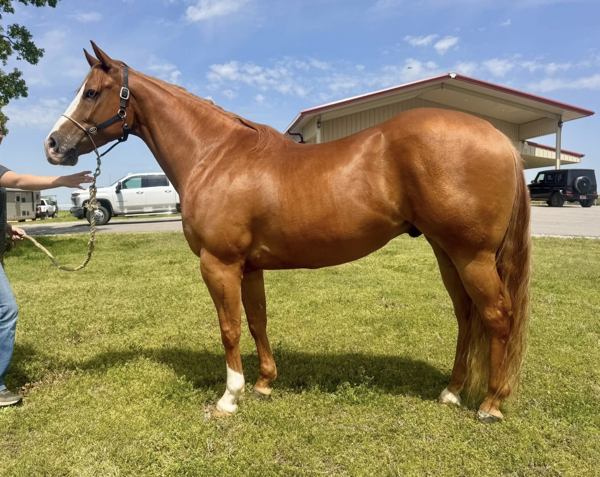 Great minded, talented, incentivized gelding. Run barrels and head on him!, Quarter Horse gelding